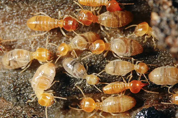 Termite Pest Control in India
