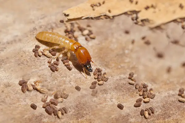 Termite Pest Control in India