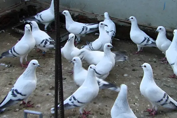 Termite Pest Control in India