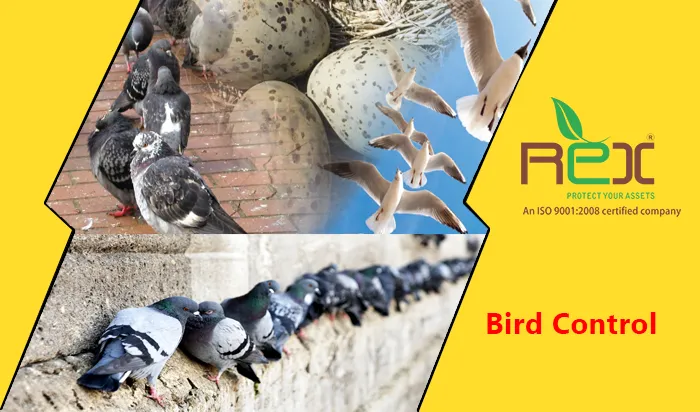 Bird Pest Control Ahmedabad