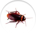 Rex Pest Control Services in Ahmedabad for Cockroach