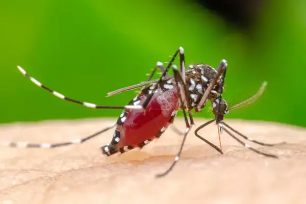 Mosquito Control Services in Ahmedabad