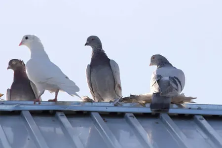 Bird Pest Control in Ahmedabad