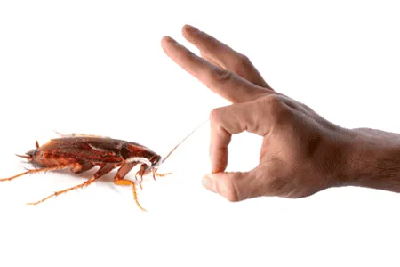 Cockroaches Pest Control in Ahmedabad