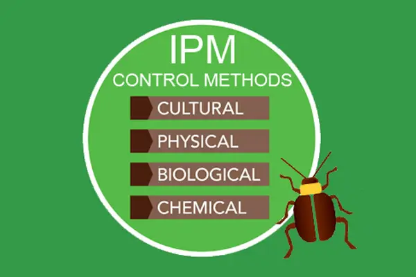 Termite Pest Control in India