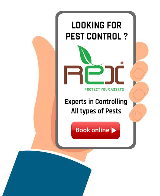 Pest Control Company, Pest Control in Ahmedabad