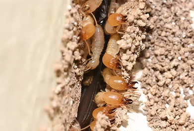 Termite Pest Control in India