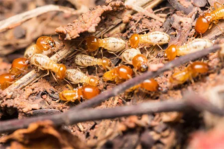 Termite Pest Control in India