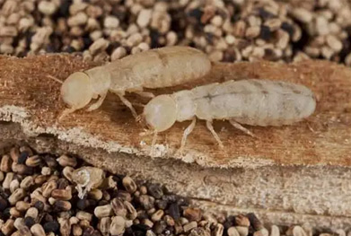 Termite Pest Control in India