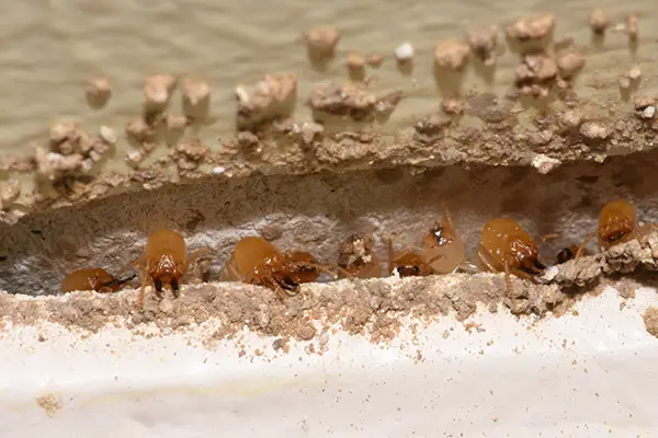Termite Pest Control in India