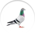 Bird Pest Control Services