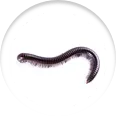 General Pest Control in Ahmedabad