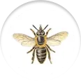 Pest Control Service in Gujarat