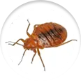 Integrated Pest Control Management