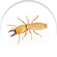 Termite Pest Control