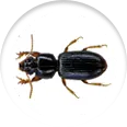Wood Borer Control – Rex Pest Control Ahmedabad